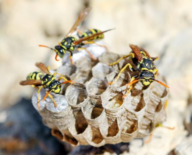 Yuvayı eşek arıları (Polistes – gallicus).