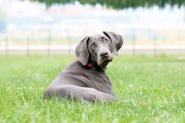 Genç kadın weimaraner.