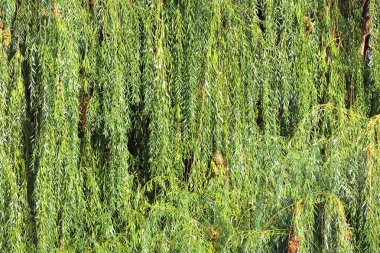 Babylonica ya da ağlayan söğüt Salix arka planı için.