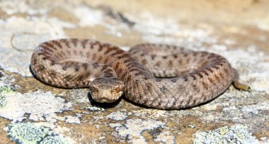 İber çapraz adder (Vipera seoanei).
