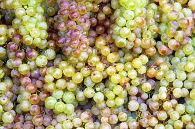 Carpocoris purpureipennis makro.