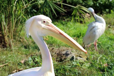 Büyük beyaz pelikan (Pelecanus onocrotalus).