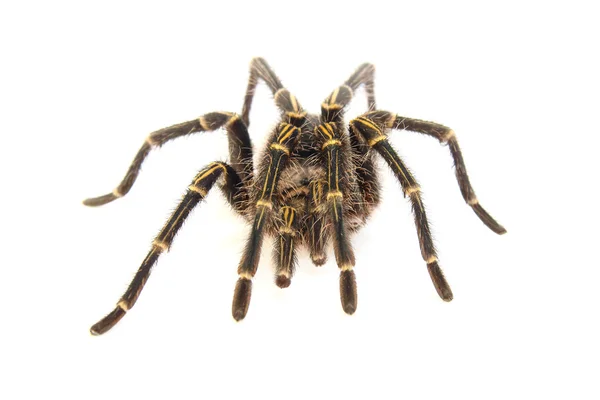 大人男性チャコ ゴールデン膝 (Grammostola pulchripes) の孤立した o — ストック写真