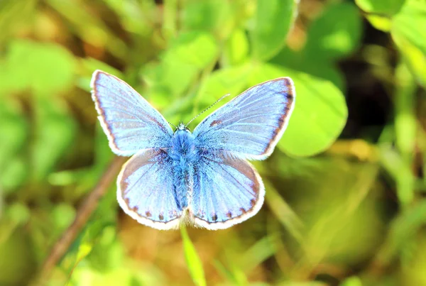 Borboleta azul comum (Polyommatus sp. .). — Fotografia de Stock