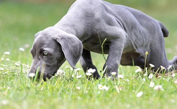 Weimaraner cachorro oliendo flores . —  Fotos de Stock