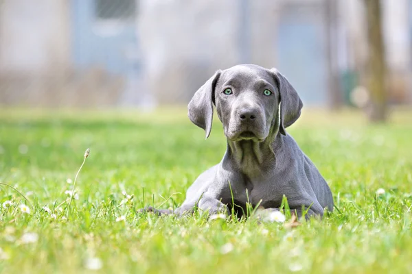 Unga kvinnliga weimaraner vilar utanför. — Stockfoto