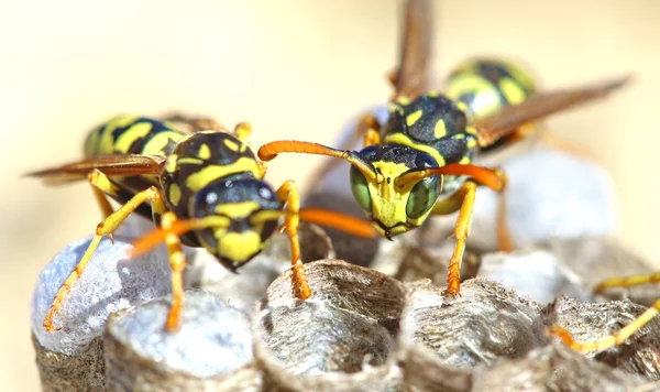 Wasps (Polistes gallicus) in the nest. — Stock Photo, Image