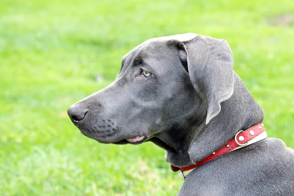 இளம் பெண் Weimaraner அருகில் . — ஸ்டாக் புகைப்படம்