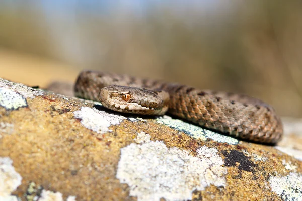 교차 하는 가산기 (Vipera seoanei 이베리아). — 스톡 사진