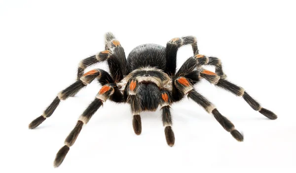 Kırmızı diz tarantula (Brachypelma auratum).
