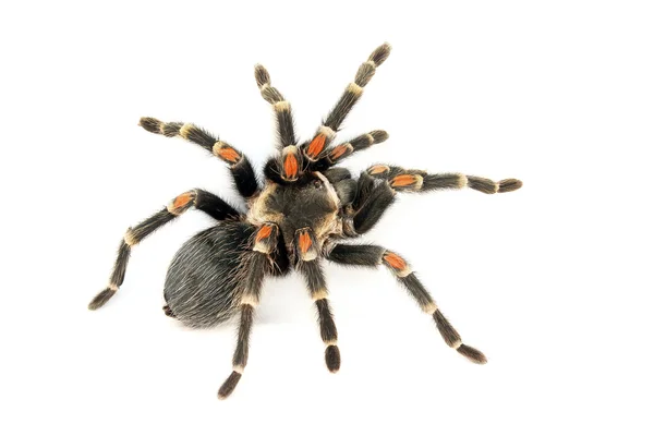 Κόκκινο γόνατο tarantula (Brachypelma auratum). — Φωτογραφία Αρχείου