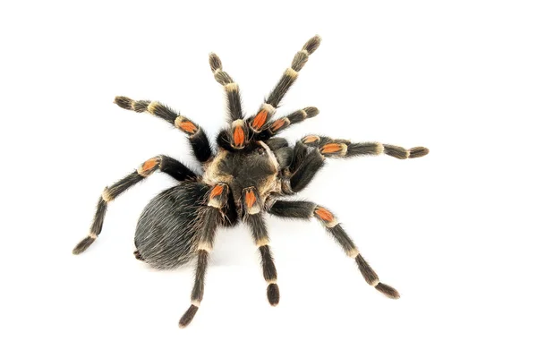 Kırmızı diz tarantula (Brachypelma auratum).