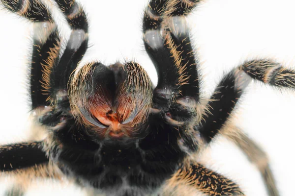 칠레 장미 머리 타란툴라 (Grammostola rosea)). — 스톡 사진