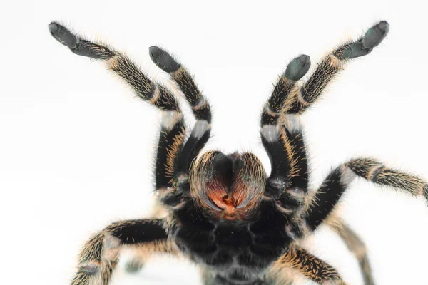 Chilean Rose Hair Tarantula (Grammostola rosea). — Stock Photo, Image