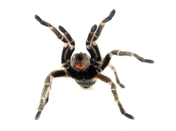 Dühös Chilei Rose haj Tarantula (Grammostola rosea). — Stock Fotó