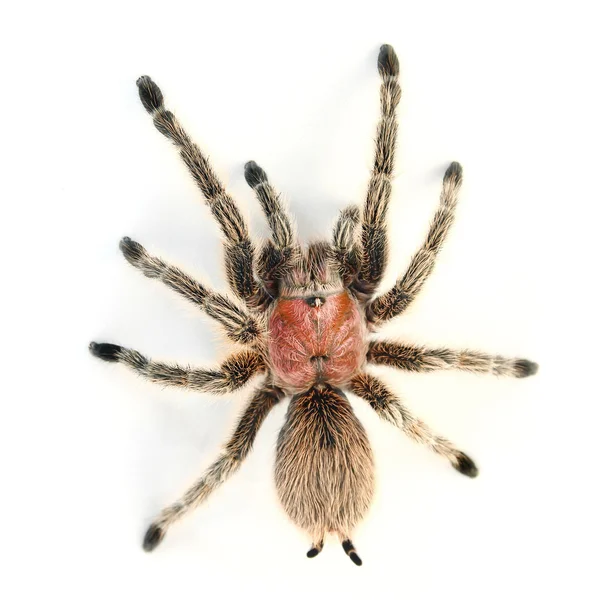 Chilenische Rosenhaar-Vogelspinne (Grammostola rosea). — Stockfoto