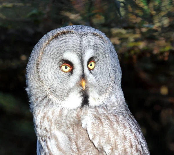 Sowa szara (Strix nebulosa)) — Zdjęcie stockowe