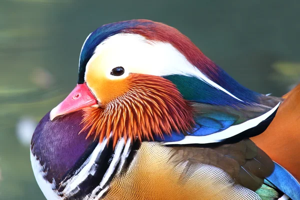 Male mandarin duck (Aix galericulata) — Stock Photo, Image