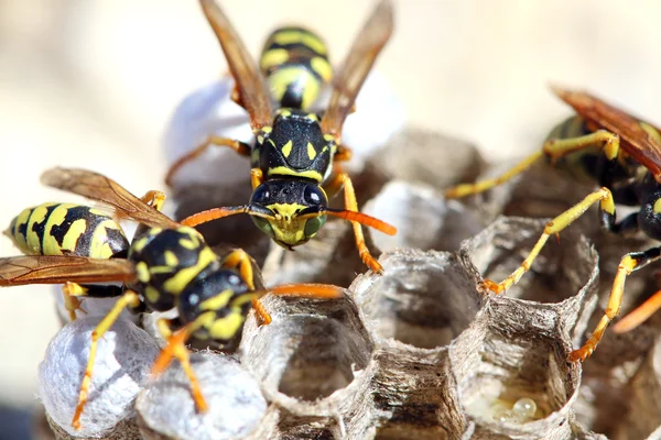 Wespen (polistes gallicus) im Nest. Stockbild