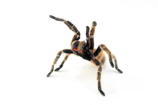 智利Rose Hair Tarantula (Grammostola rosea)). 免版税图库照片