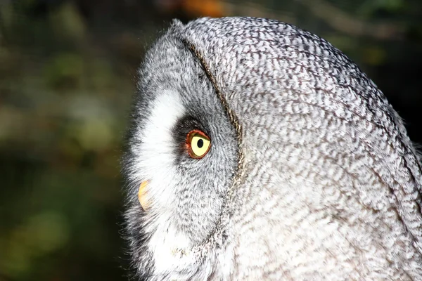 Great grey owl (Strix nebulosa). — Stock Photo, Image
