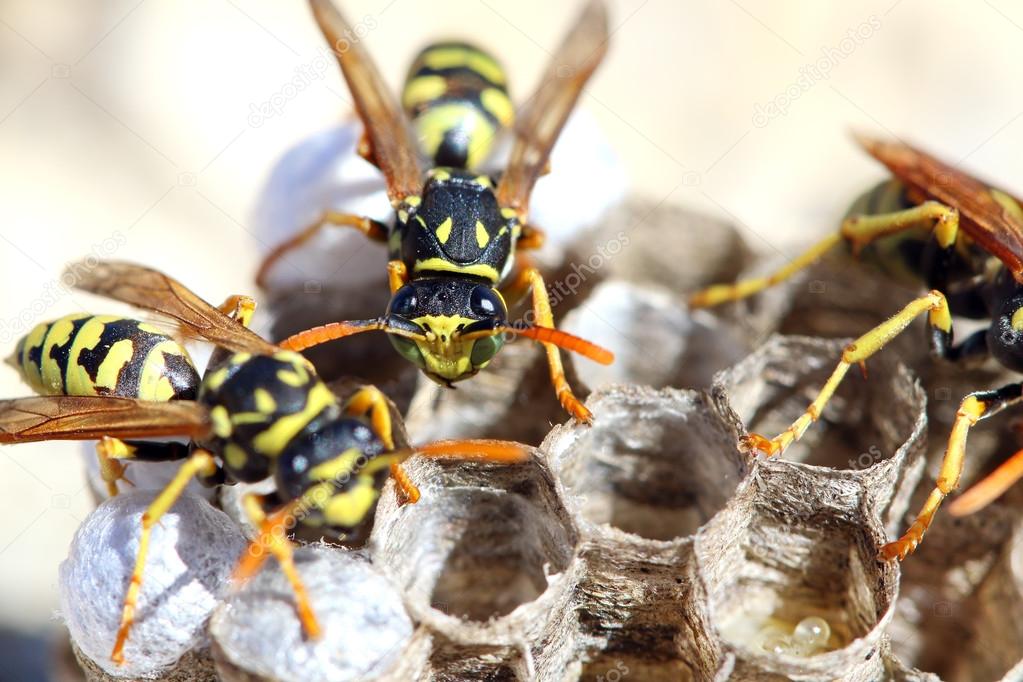 Wasps (Polistes gallicus) in the nest.