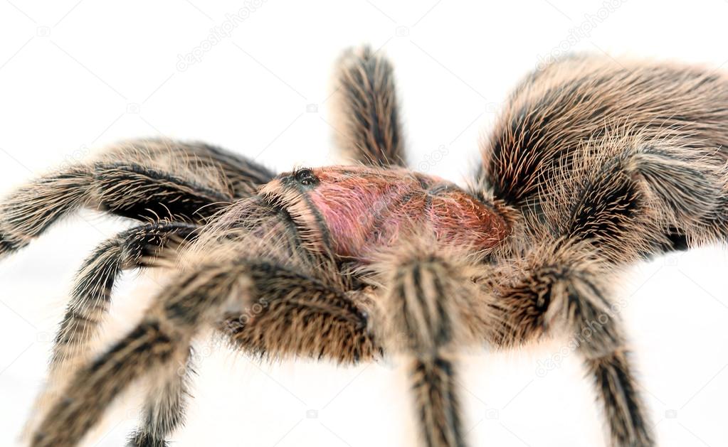 Chilean Rose Hair Tarantula (Grammostola rosea).