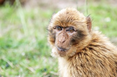 Barbary macaque (Macaca sylvanus). clipart