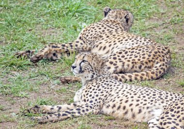 çitalar çim (acinonyx jubatus dinlenme).
