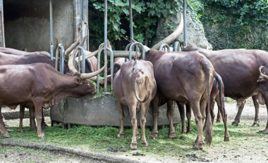 Bos priigenius Toros, hayvanat bahçesinde yemek watusi ankole sığır.