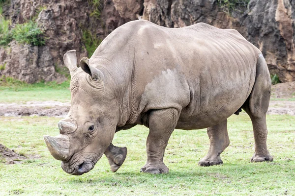 Rinoceronte-branco (Ceratotherium simum ). — Fotografia de Stock