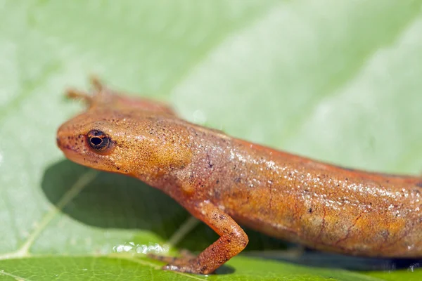 Palmate newt (Lissotriton helveticus)). — 스톡 사진