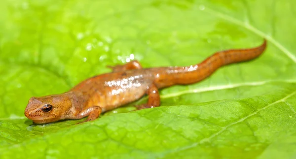 Palmate newt (Lissotriton helveticus). — Stock Photo, Image