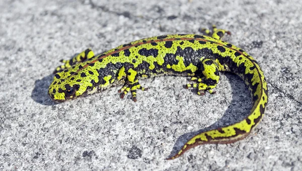 Márványos gőte "triturus marmoratus". — Stock Fotó