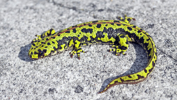 Marbled newt "Triturus marmoratus".