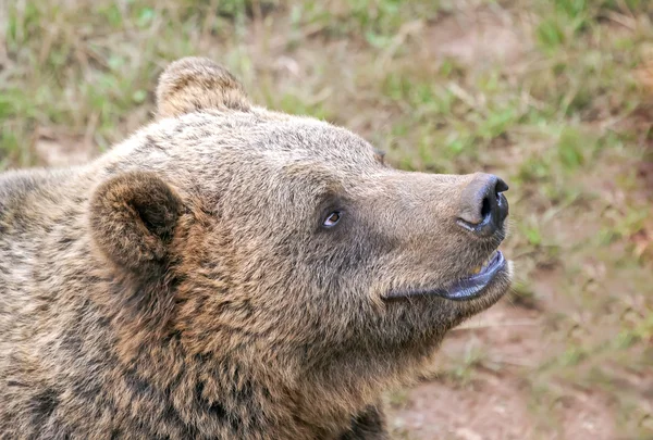 European brown bear head (Ursus arctos). — Stock Photo, Image