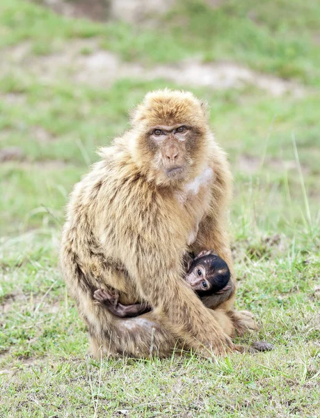 Barbary macaque with a puppy (Macaca sylvanus). — Stock Photo, Image