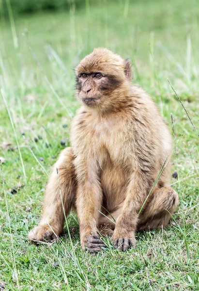 Barbary macaque (Macaca sylvanus). Royalty Free Stock Images