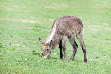 Otlatma kadın ortak waterbuck (Kobus ellipsiprymnus).