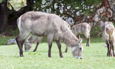 Onun sürü (Kobus ellipsiprym otlatma kadın ortak waterbuck