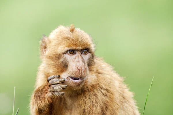 Barbary macaque eating (Macaca sylvanus). — Stock Photo, Image