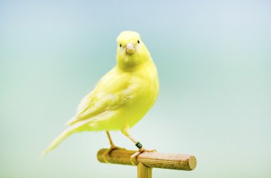 Yellow canary (Serinus canaria). clipart