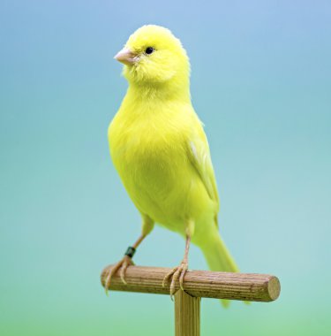 Yellow canary (Serinus canaria). clipart