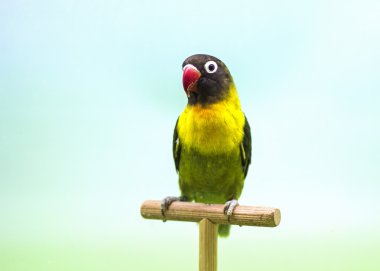 Maskeli cennet papağanı (Agapornis personata).