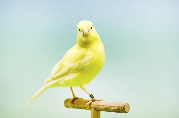 黄色いカナリア (カナリア島 Serinus). — ストック写真