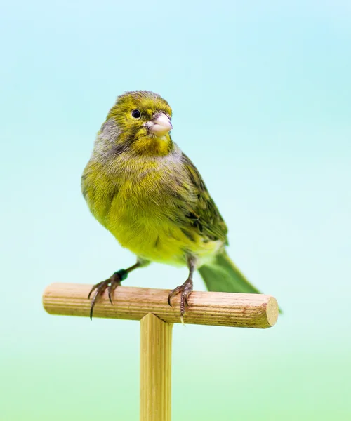 Canary (Serinus canaria). — Stock Photo, Image