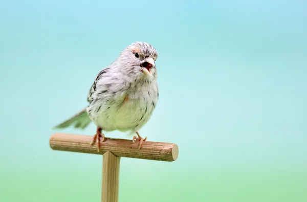 Canario (Serinus canaria) cantando . — Foto de Stock