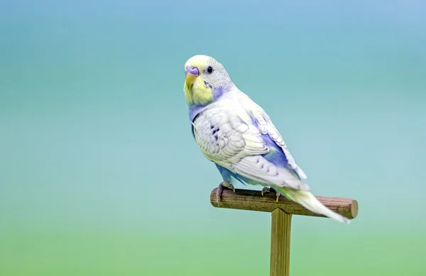 Muhabbet kuşu (Melopsittacus undulatus).