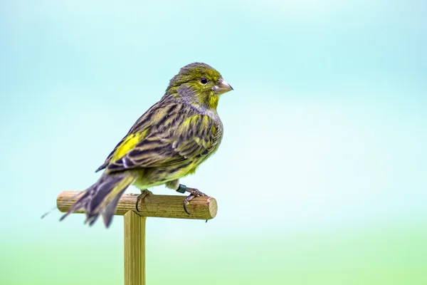 Canary (Serinus canaria). — Stock Photo, Image