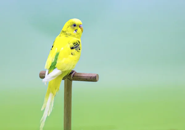 사랑 앵 무 (Melopsittacus undulatus). — 스톡 사진